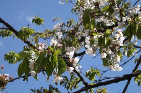 cerisier-fleurs