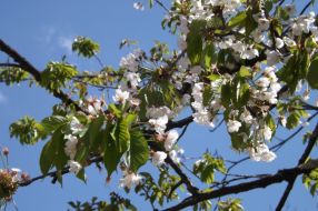 cerisier-fleurs